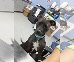 Mutt Dogs for adoption in Evansville, IN, USA