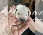 Small #7 Dalmatian