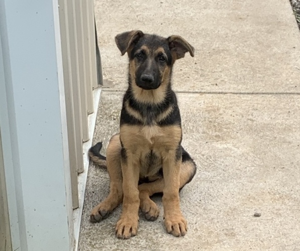 View Ad: German Shepherd Dog Puppy for Sale near Pennsylvania, ATGLEN ...