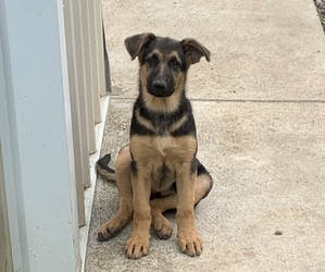 German Shepherd Dog Puppy for Sale in ATGLEN, Pennsylvania USA