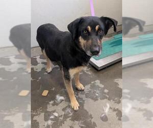 German Shepherd Dog-Unknown Mix Dogs for adoption in Camarillo, CA, USA