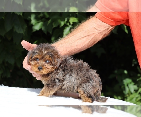 Medium Photo #9 Yorkiepoo mix (+ Poodle Toy) Puppy For Sale in DYERSBURG, TN, USA
