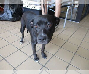 American Pit Bull Terrier-Unknown Mix Dogs for adoption in Ocala, FL, USA