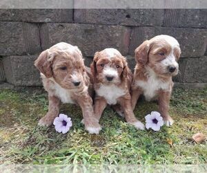 Goldendoodle (Miniature) Puppy for sale in FORT ATKINSON, WI, USA