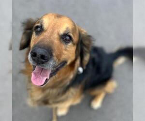 Golden Shepherd Dogs for adoption in Aurora, CO, USA