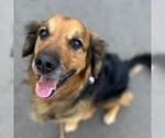 PRINCE - Male Golden Shepherd Dog for Adoption - Small photo