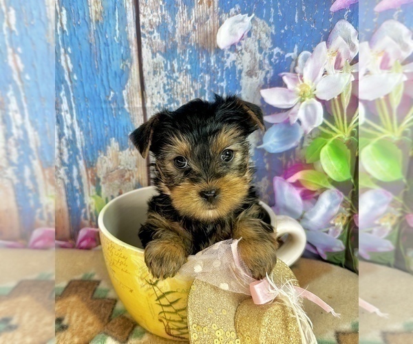 Medium Photo #11 Yorkshire Terrier Puppy For Sale in CASSVILLE, MO, USA