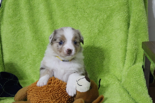 Medium Photo #3 Miniature Australian Shepherd Puppy For Sale in HAMPTON, GA, USA