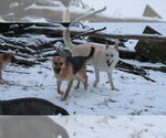 Small #4 German Shepherd Dog