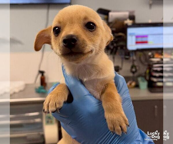 Medium Photo #2 Chihuahua-Unknown Mix Puppy For Sale in Washington, DC, USA