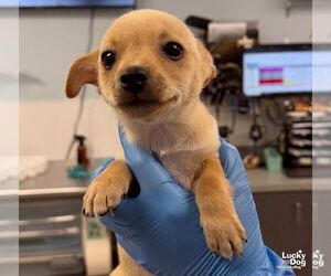 Jarret - Male Chihuahua-Unknown Mix Dog for Adoption - Photo #2