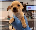 Small Photo #2 Chihuahua-Unknown Mix Puppy For Sale in Washington, DC, USA