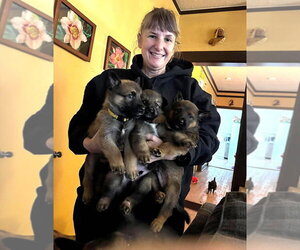 Pumpkins Litter Sorrel  - Located in SC - Female Mutt Dog for Adoption - Photo #4