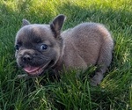 Small Photo #21 French Bulldog Puppy For Sale in GOSHEN, IN, USA