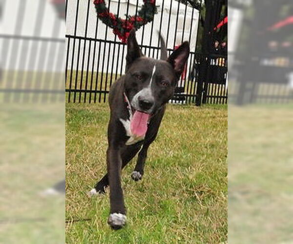 Medium Photo #44 Mutt Puppy For Sale in Houston, TX, USA