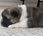 Small Photo #23 Akita Puppy For Sale in STRAFFORD, MO, USA