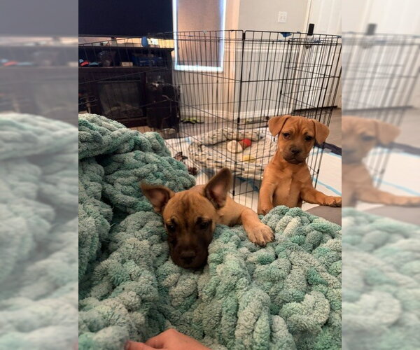 Medium Photo #5 Mutt Puppy For Sale in Sandy, UT, USA
