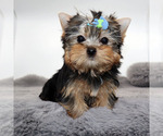 Image preview for Ad Listing. Nickname: Scout