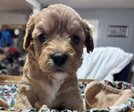 Puppy Ember Cavapoo