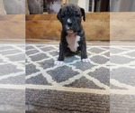 Puppy 11 Boxer