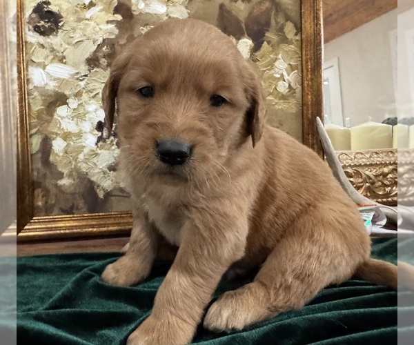 Medium Photo #1 Golden Retriever Puppy For Sale in FORDLAND, MO, USA