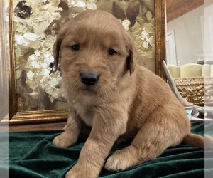 Golden Retriever Puppy for sale in FORDLAND, MO, USA