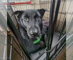 Small Photo #3 Norwegian Elkhound-Schipperke Mix Puppy For Sale in Doylestown, PA, USA