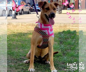 Labrador Retriever-Unknown Mix Dogs for adoption in Washington, DC, USA