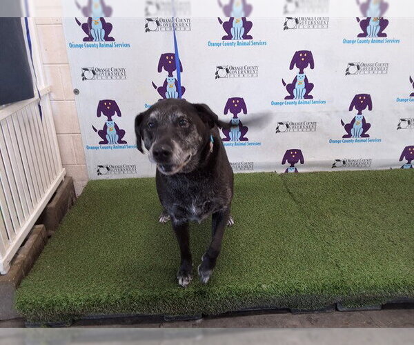 Medium Photo #1 Labrador Retriever Puppy For Sale in Orlando, FL, USA