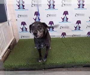 Labrador Retriever Dogs for adoption in Orlando, FL, USA