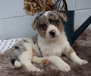 Anatolian Shepherd-Pembroke Welsh Corgi Mix Puppy for sale in HONEY BROOK, PA, USA