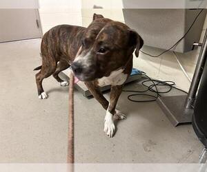 Boxer Dogs for adoption in Sanford, FL, USA