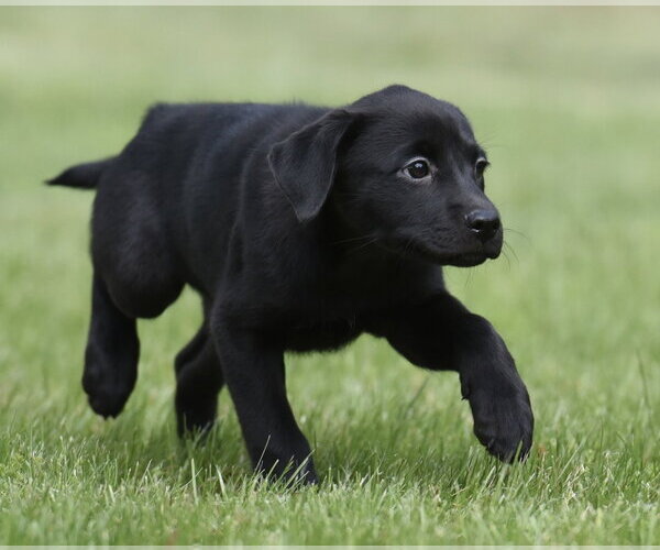 Medium Photo #3 Borador Puppy For Sale in Mechanicsburg, PA, USA
