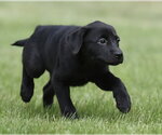 Small #2 Borador