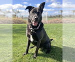 Small #7 German Shepherd Dog Mix