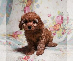 Cavapoo Puppy for sale in EAST EARL, PA, USA