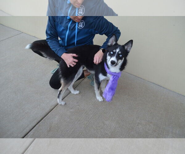 Medium Photo #3 Siberian Husky-Unknown Mix Puppy For Sale in McKinney, TX, USA