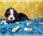 Small Photo #6 Bernedoodle Puppy For Sale in COLORADO SPRINGS, CO, USA