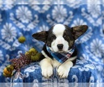 Small Photo #6 Pembroke Welsh Corgi Puppy For Sale in ELKTON, MD, USA