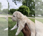 Small Photo #2 Maltipoo Puppy For Sale in BEALETON, VA, USA