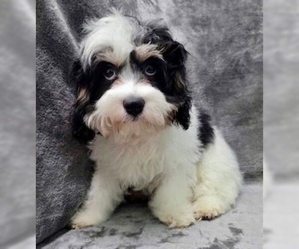 Medium Photo #1 Cavalier King Charles Spaniel Puppy For Sale in Lincolnwood, IL, USA