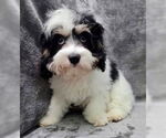 Small Cavalier King Charles Spaniel