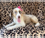 Small #6 Australian Shepherd