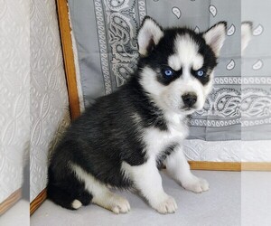 Siberian Husky Puppy for sale in MOUNT AYR, IA, USA