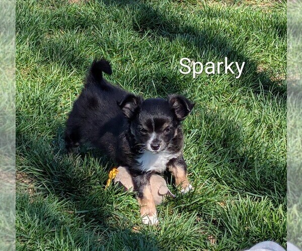 Medium Photo #4 Chihuahua Puppy For Sale in LEBANON, PA, USA