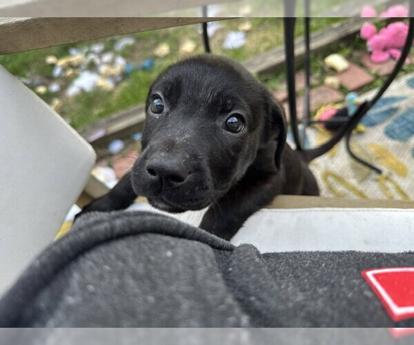 Medium Photo #1 Mutt Puppy For Sale in Plainfield, IL, USA