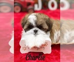 Small Photo #3 Shih Tzu Puppy For Sale in SUGAR HILL, GA, USA
