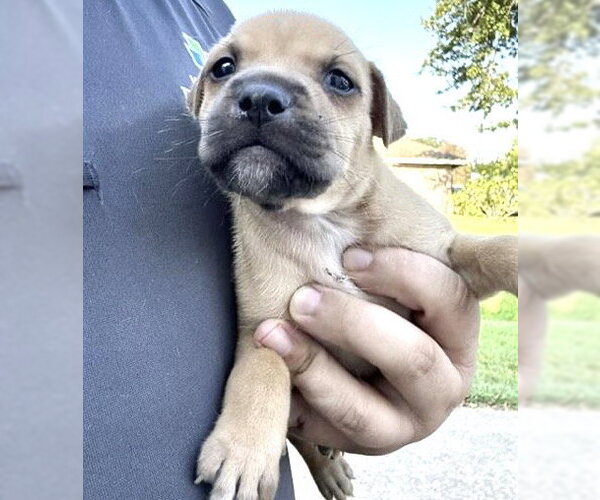 Medium Photo #2 Labrador Retriever-Unknown Mix Puppy For Sale in Houston, TX, USA