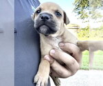 Small Photo #2 Labrador Retriever-Unknown Mix Puppy For Sale in Houston, TX, USA