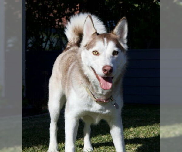 Medium Photo #7 Siberian Husky Puppy For Sale in Ventura, CA, USA